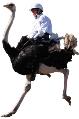 ostrich rider